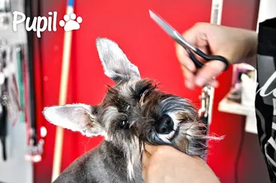 Studio groomerskie Pupil